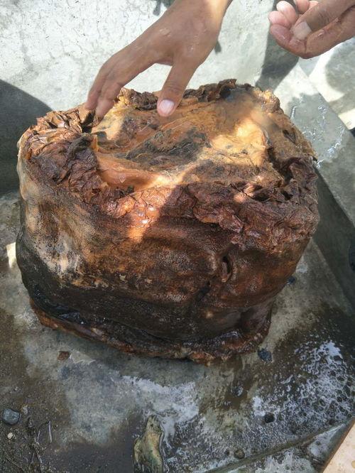 太岁的图片,古老传说与现代科学的交汇点